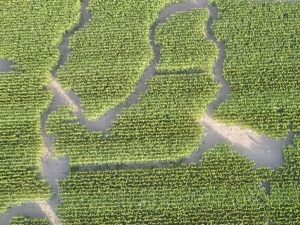 Das Maislabyrinth von oben