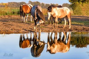 Hintergrundbild Pferde am Wasser