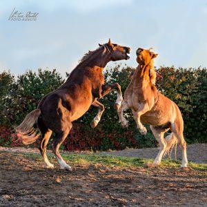 zwei Pferde stehen auf ihren Hinterbeinen