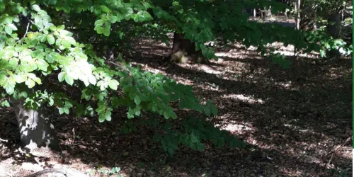 Land in Bewegung Onlineangebote