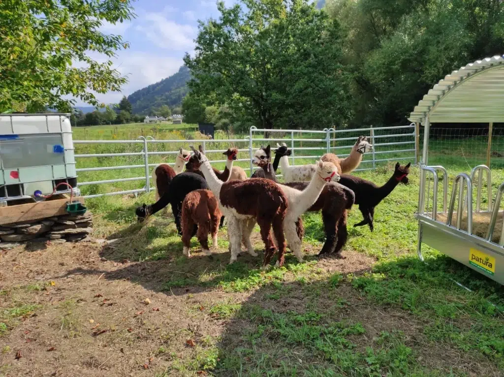alpakas auenwald