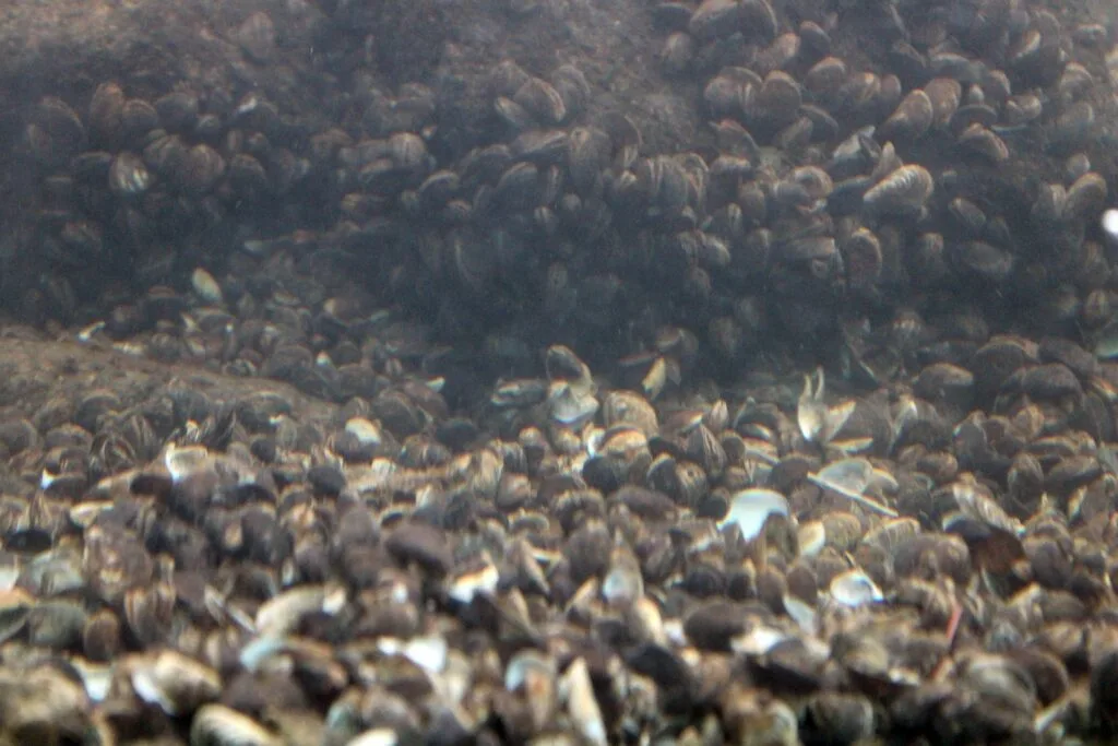 Muscheln im Fischpass x jpg