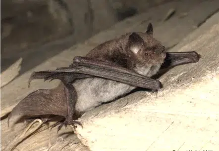 wasserfledermaus webp