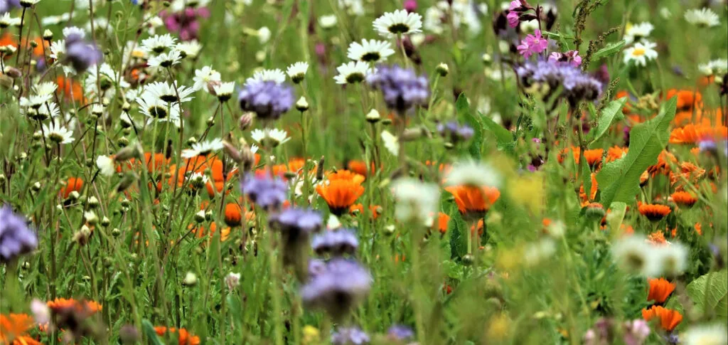 Wildblumenwiese Wildkraeuter jpg